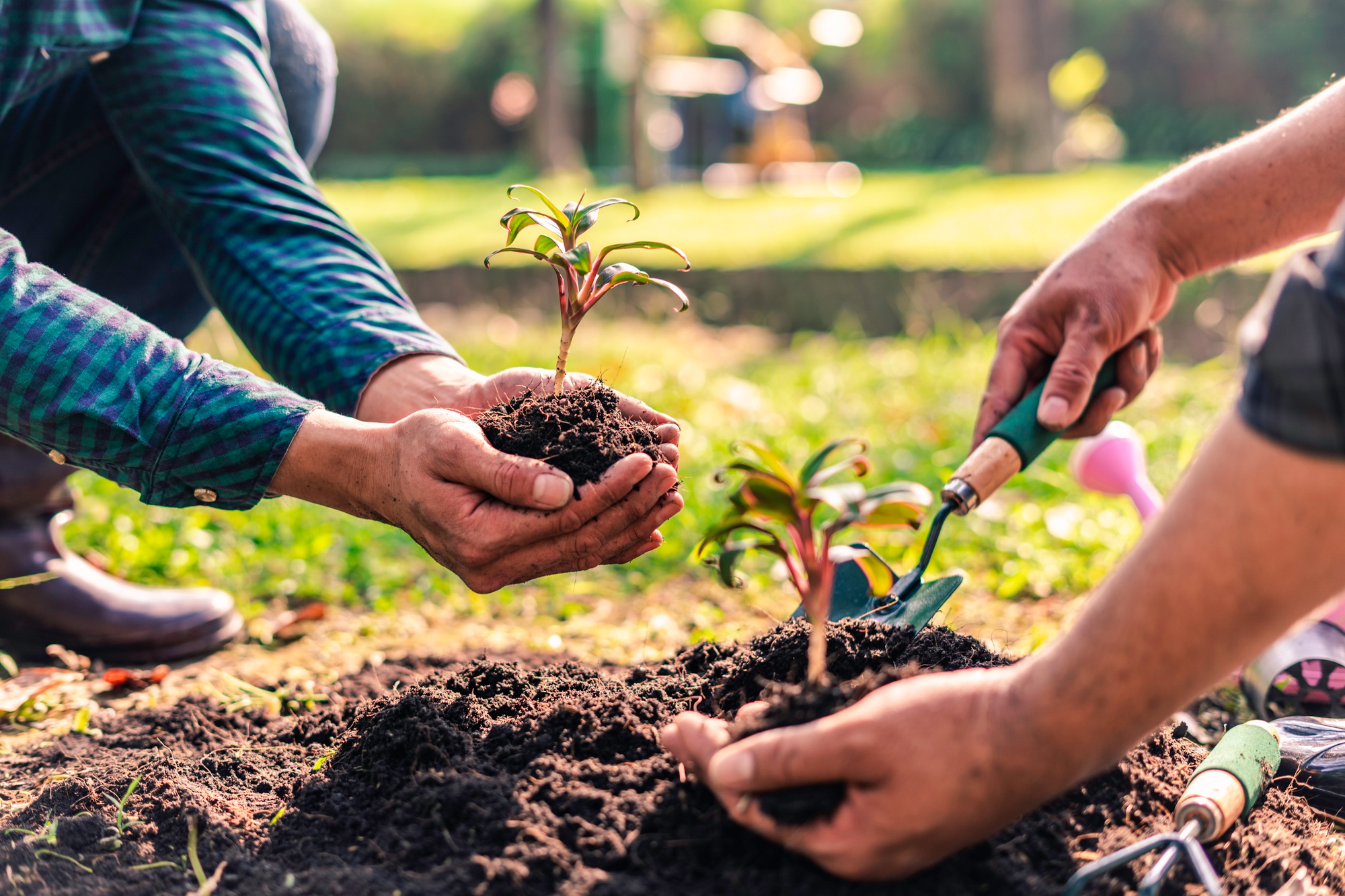 World environment day afforestation nature and ecology concept The male volunteer are planting seedl